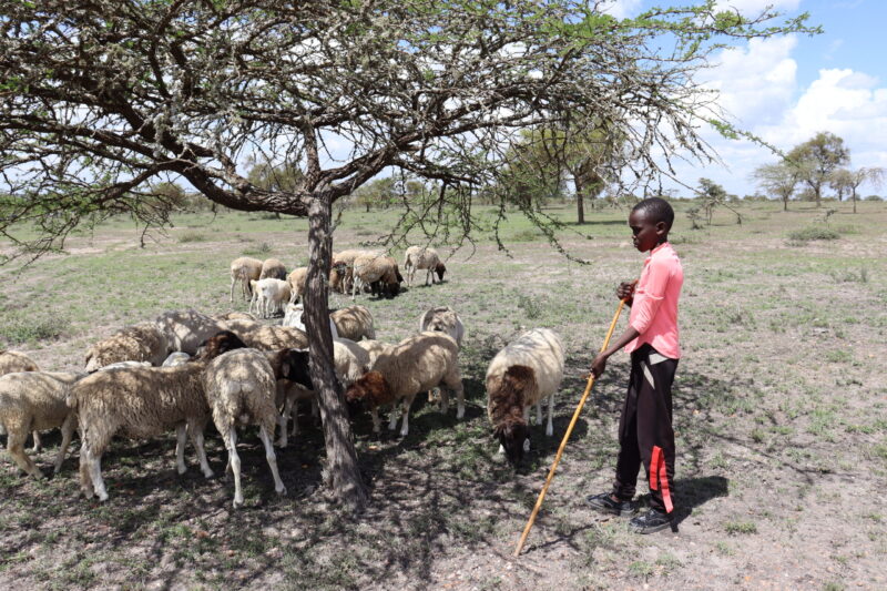Young boy tends to sheep under a tree in Kenya's Rift Valley.|Young boy from Kenya sits at a table over a school workbook.