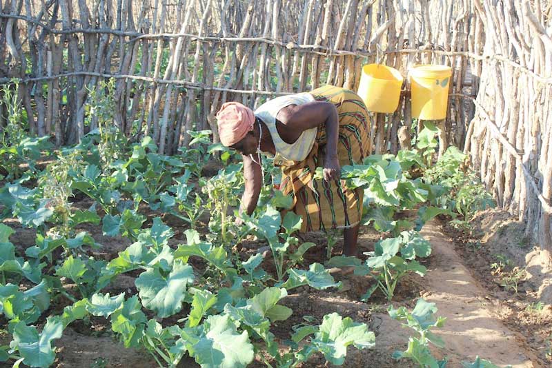 A senior woman working in her farm|A goat drinking water from a water trough